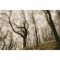 Goodyear Newton MTF Downhill Tubeless Complete Tyre -Bikes Sales Shop Goodyear Newton Downhill Tubeless Front MTB Tyre Black 2 5 Tyres Black GR 015 64 584 V005 R 9